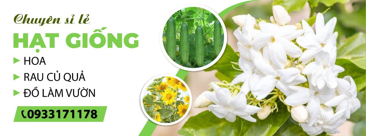 hạt giống phượng hoàng