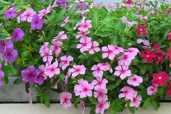 hoa dừa cạn, hoa dừa cạn đứng, hạt giống hoa dừa cạn