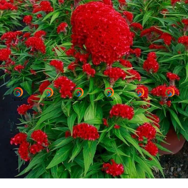 Hạt giống Hoa mào gà búa đỏ Cel151