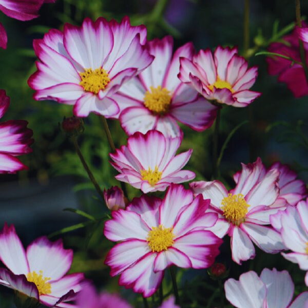 COS804_Carmine_Picotee (100hạt)