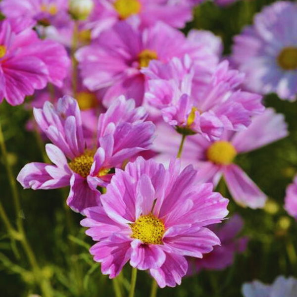 COS806_Pink_Speckles (100hạt)