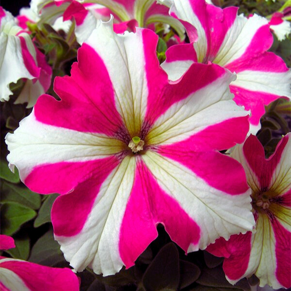 PET163_Rose_Star(100hạt)