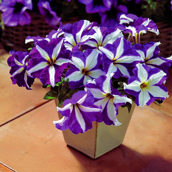 PET164_Blue_Star(100hạt)