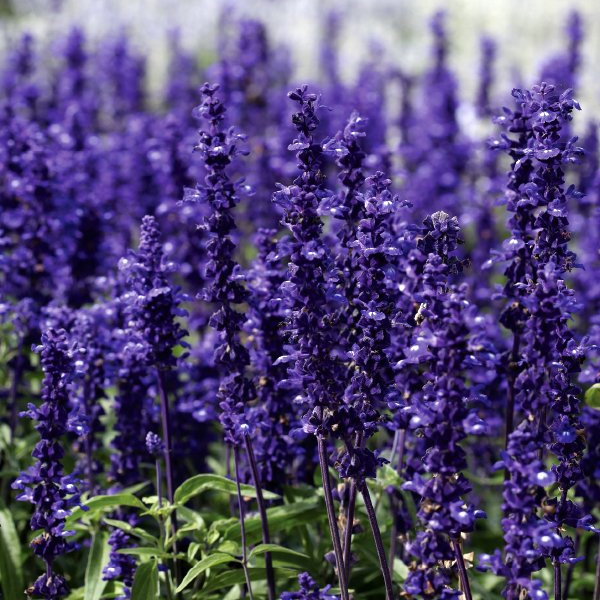 SAL301 Victoria Blue (Nữ Hoàng Xanh)(100hạt)