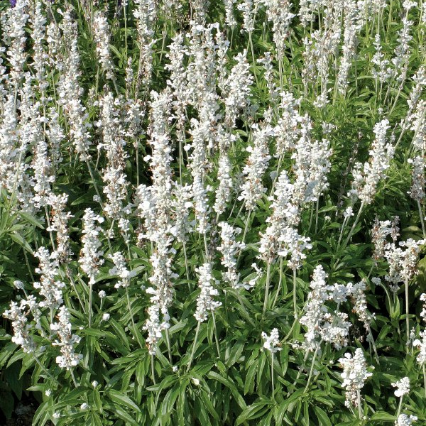 SAL302_Victoria_White(100hạt))