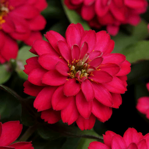 Cúc Lá Nhám Kép ZIN255 Cherry (100hạt)