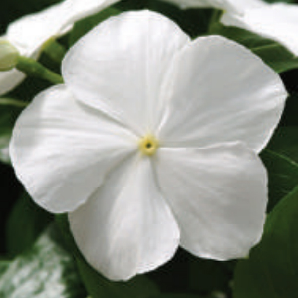 VIN002_White(100hạt)