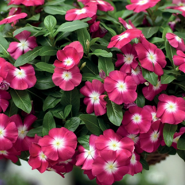 VIN018_Burgundy_Halo(100hạt)