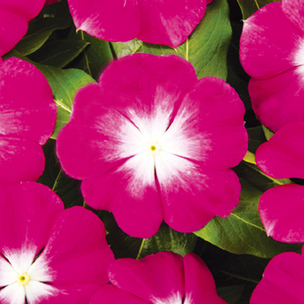 VIN004_Rose_Halo(100hạt)