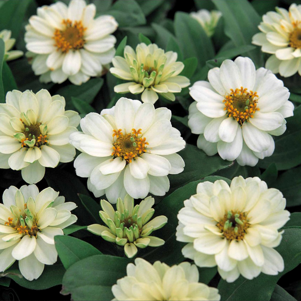 Cúc Lá Nhám Kép Trắng ZIN231 (100hạt)