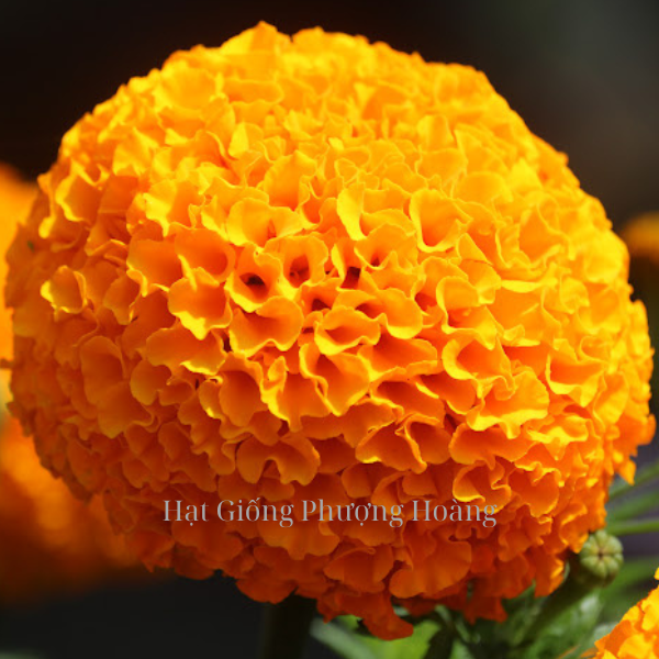 Hoa Vạn Thọ Mỹ Cao Lỡ Cổ Lùn Cam Đỏ PH50