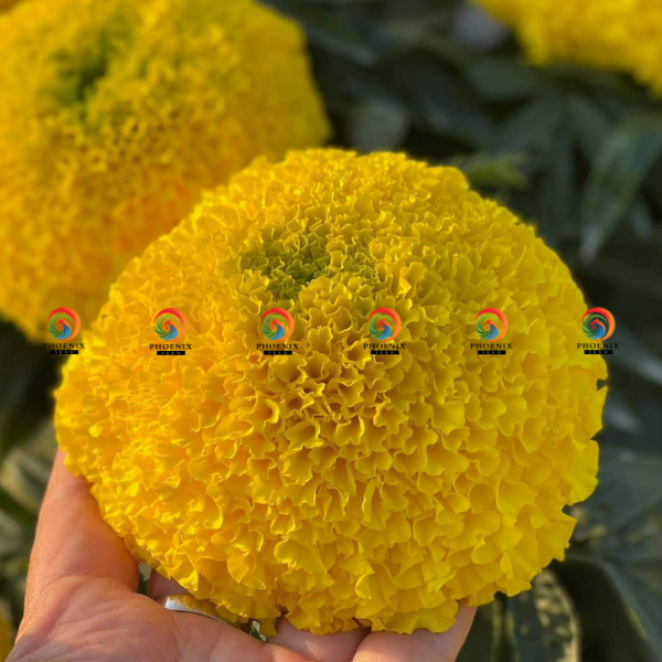 Hoa Vạn Thọ Cao Lỡ Vàng Chanh Nhụy Xanh PH52