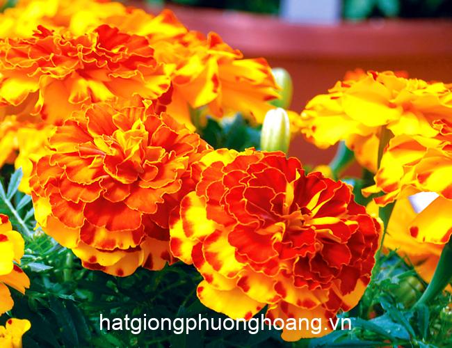 Hoa Vạn Thọ Ban Mai PH108 (Gói 100 Hạt)