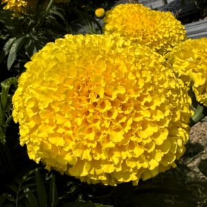 Hoa Vạn Thọ Mỹ Cao Lỡ Cổ Lùn PH59 Vàng Chanh Nhụy Xanh – Hạt Giống Phượng Hoàng
